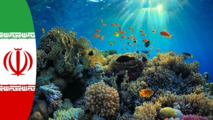 Создание искусственной губки иранскими исследователями для сохранения коралловых рифов