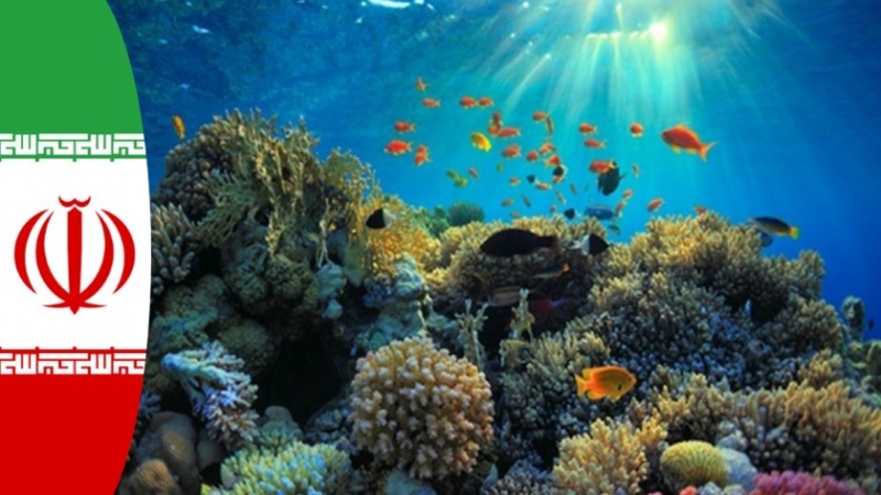 Создание искусственной губки иранскими исследователями для сохранения коралловых рифов