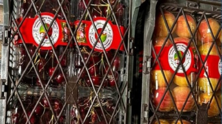 په لومړي ځل له افغانستان څخه هند ته د ګېلاسو او زردالو صادرات