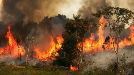 ברזיל: 13,489 שריפות באמזונס במחצית הראשונה של 2024