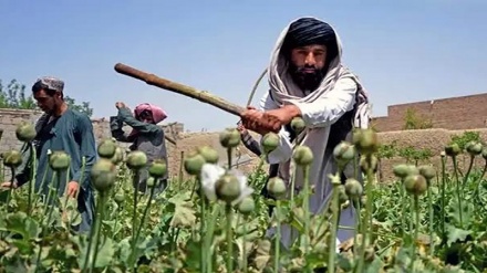 طالبان: کشت خشخاش در افغانستان به صفر رسیده است