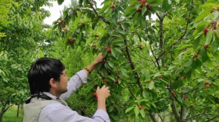 دهقانان و باغداران افغان از نبود بازار و سردخانه برای محصولات‌شان شکایت دارند