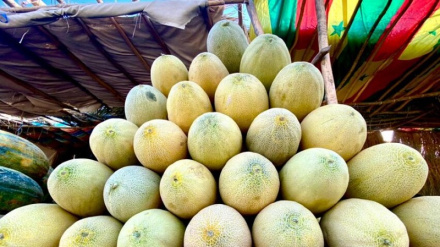 سږ کال د خټکیو حاصلات ښه؛ خو بازار یې کمرنګه دی