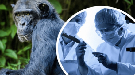 Արգելվում է բոլոր տեսակի կրծողների և պրիմատների ներմուծումը Հայաստան