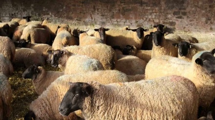  Le Maroc lance un programme de relance de l’élevage pour consolider sa sécurité alimentaire.