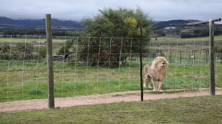 Ujangili wa Magharibi umepunguza mno idadi ya simba barani Afrika