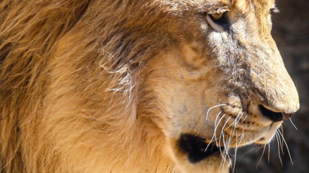 パールストゥデイが厳選したテヘラン・エラム動物園の写真集：リス、キツネ、ダチョウからライオンまで