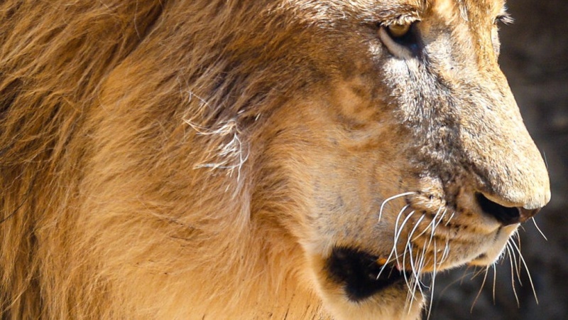 パールストゥデイが厳選したエラム動物園の写真集