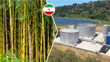 Iranische Forscherin nutzt Schilfpflanzen zur Reinigung von Abfallsickerwasser