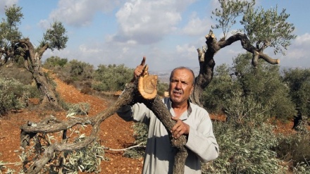 כוחות הכיבוש הישראלי עקרו 25 עצי זית בכפר כפר א-דיק