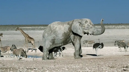 Namibia yagawa nyama za wanyamapori kwa watu wanaotaabika kwa njaa