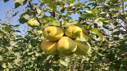 بیم و امید باغداران بلخی از افزایش محصول درختان ناک