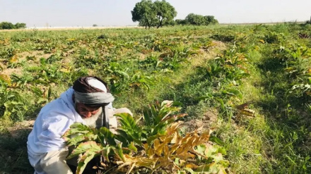 فائو: افغانستان به زراعت وابسته است