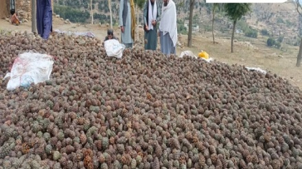 افزایش هجده درصدی حاصلات جلغوزه در لغمان