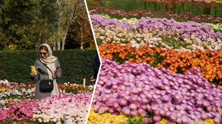 菊の花との自撮り写真：イラン国立植物園でのフラワー・フェスタのひとコマ