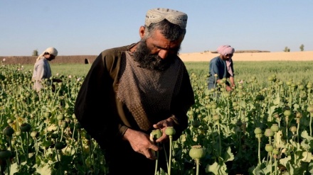 آماده شدن پیش نویس طرزالعمل کمیسیون مبارزه با مواد مخدر در افغانستان 