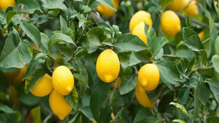 سږکال به تخار کې ۶۰۰ میټریک ټنه د لېمو حاصلات راټول شي