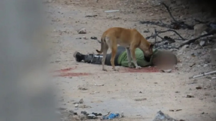 Hamas: Picha za mbwa wakila miili za mashahidi ni kielelezo cha ukatili wa kupindukia wa Israel