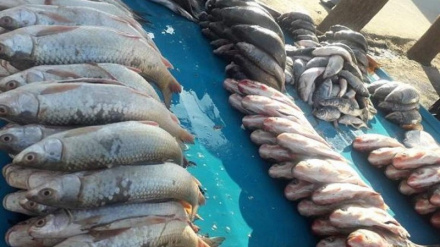 سږکال په کندز ولایت کې ۱۵۰۰ ټنه د کبانو غوښه تولید شوې ده