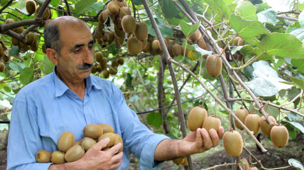 Tolışədə kivi festival