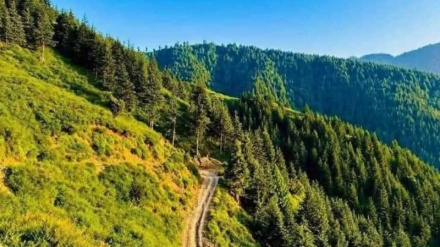 نورستان کې شاوخوا ۲۵۰۰ هکتاره له منځه تللي ځنګلونه بیارغول شوي دي