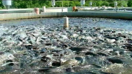 ننګرهار کې هر کال دوه سوه میتریک ټنه د کبانو غوښه تولیدیږي