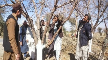توسعه بخش کشاورزی با آموزش دهاقین در ولایت ننگرهار 