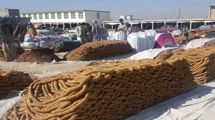کندهار څخه سږ کال د ۱۳۰ میلیونه ډالرو په ارزښت وچه مېوه بهر ته صادر شوې