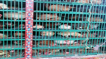 افغانستان بیش از دو هزار قطعه مرغ گوشتی وارداتی را به پاکستان بازگرداند