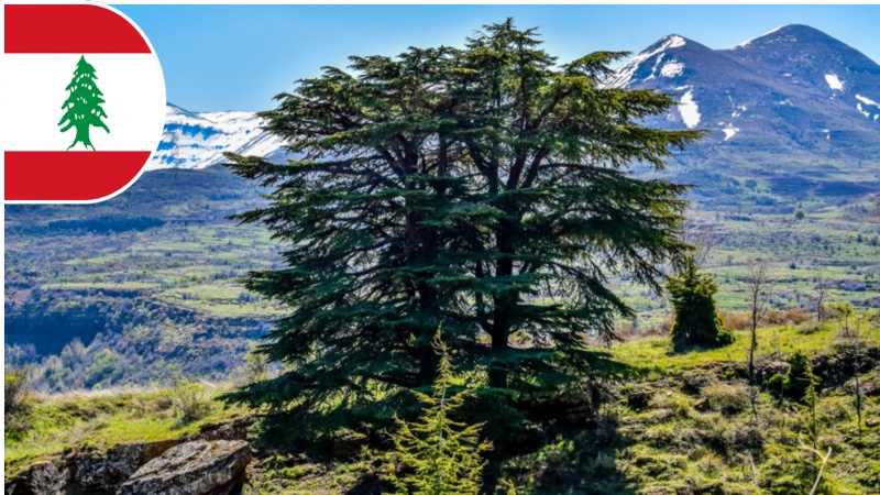 چرا سرو سبز،  قلب پرچم لبنان شد؟