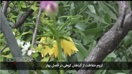 Лузӯми ҳифозат аз гиёҳони кӯҳӣ дар фасли баҳор

