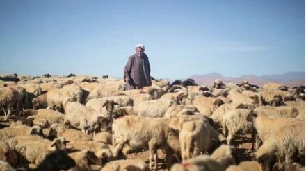 په مراکش کې د قربانۍ ذبح کول منع شول