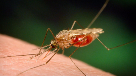 Namibia imerekodi zaidi ya kesi 56,000 za malaria tangu Disemba