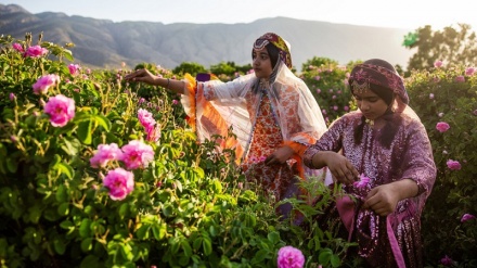 Tra gli ori di colore rosa; le immagini piacevoli della raccolta delle rose nella provincia di Fars in Iran