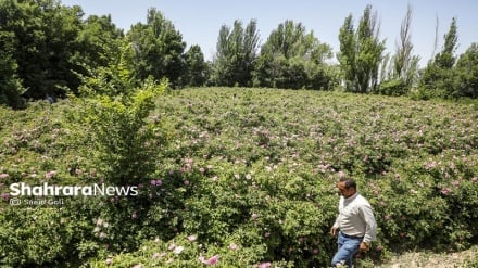  جشن گل‌های محمدی روستای فرخد خراسان رضوی