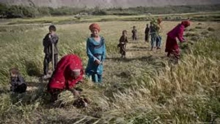 اقتصاد شکننده افغانستان توان پاسخگویی به نیازهای معیشتی مردم را ندارد