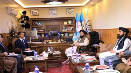 حکومت طالبان: سازمان ملل متحد به افغانستان در کشت جایگزین مواد مخدر کمک کند