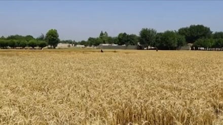 خوشبینی‌ها از افزایش حاصلات گندم در ولایت ننگرهار