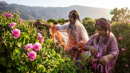 Entre los oros rosados; imágenes agradables de la recolección de rosas en la provincia de Fars, Irán