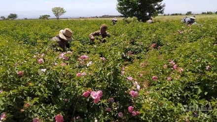 سرکنسول‌های خارجی میهمان جشنواره گل محمدی روستای فَرُخد مشهد