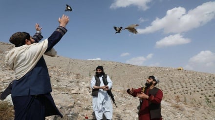 پرواز دوباره؛ تلاش برای نجات پرندگان وحشی در هرات‎