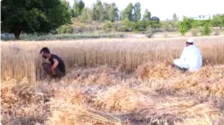 افزایش ۱۲درصدی حاصلات گندم در خوست