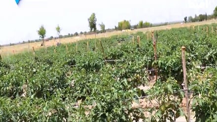 دهقانان افغان از نبود سردخانه در خوست شکایت دارند