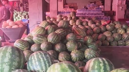 مسئولان در تخار از افزایش ۱۰ درصدی تولیدات خربوزه و تربوز خبردادند