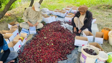له پنجشېر څخه به سږکال درېیو بهرنیو هېوادونو ته ۱۰۰ ټنه ګیلاس صادر شي