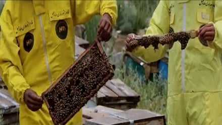 پکتیا در تولید عسل به خودکفایی رسیده است