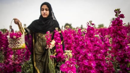 Provinca Khuzestan; Toka e Luleve dhe Hurmave