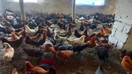 توزیع مرغ‌ تخمی برای ۵۰ خانواده در ولایت لغمان