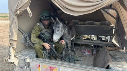 Jeshi la Israel limeiba punda wa Ghaza na kuwasafirisha kuwapeleka Ufaransa