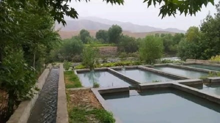 پرورش ماهی در ولایت قندوز، شغلی برای زندگی بهتر
